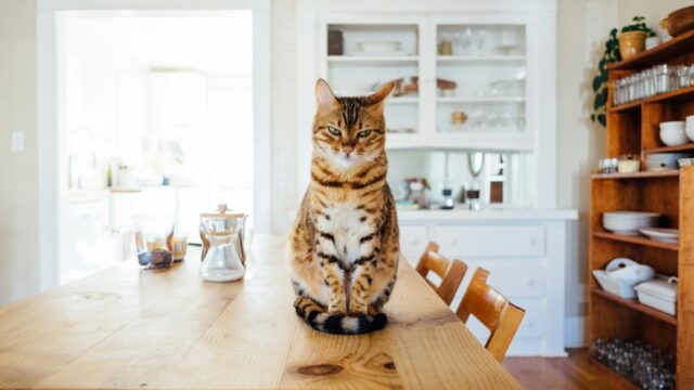 ダイニングに座る猫