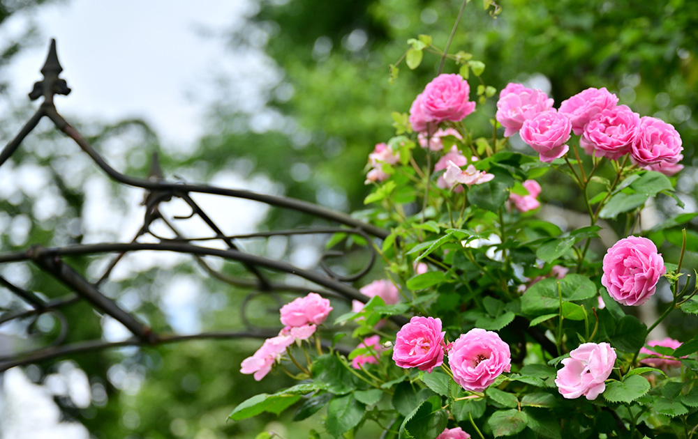 アーチを伝うピンクのバラ